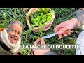 La mche sauvage ou doucette