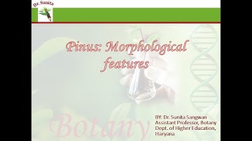 Pinus Morphology
