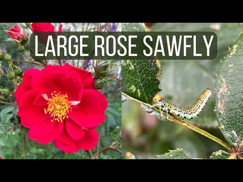 Video: Sawfly Information - Leer meer over de bestrijding van bladwespen