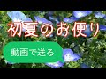 初夏のお便り #動画グリーティングカード　＃ネモフィラ　＃紫陽花