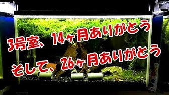 ザリガニ飼育 Youtube