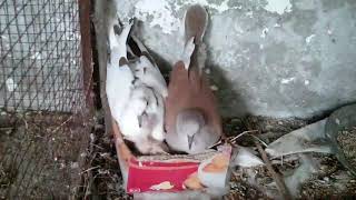 Dove Chicks Ko Feed Krwaty Hoye | How To Know That Birds Are Ready To Breed | Birds Planet PakPattan screenshot 4