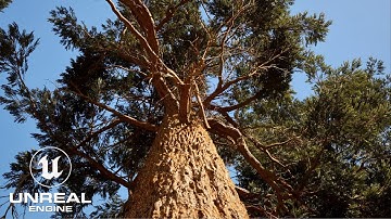 Next-Gen Graphics (Unreal Engine 5) Part 2 - Hyper Realistic Forest [4K]