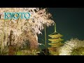 【Cherry blossoms】Yoshino cherry-trees are in full blossom at KYOTO 2021. #4K​ #染井吉野 #桜