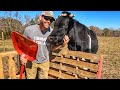 How Can Our Pet Steer Contribute To Our Farm? This Is How!!