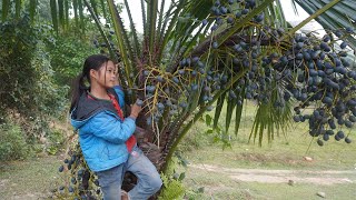 Poor girl. Harvest fruit from the forest to sell, harvest bananas to sell - Orphan girl