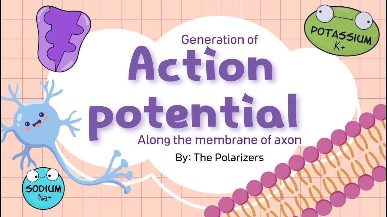 Action Potential Explained (Easy Biology) | How a Nerve Impulse Travels by The Polarizers