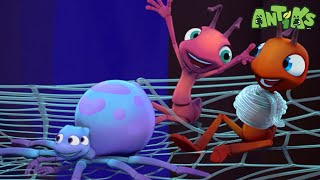 Spider Baby | ANTIKS | Funny Cartoons For All The Family!