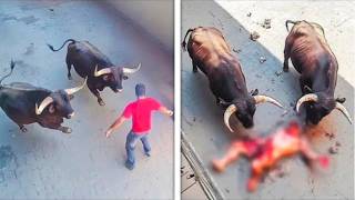 Incredible Animal Attacks Captured by Cameras