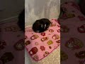 なんもないアンモナイト見つけた👀!!️www