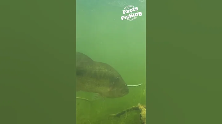 Largemouth Bass Turn Around  #shorts