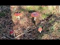 Grzyby 2024🍄🍄 wysyp muchomorów, na jadalne grzyby trzeba jeszcze trochę poczekać.