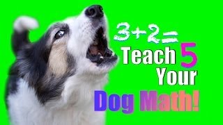 Impossible Dog Trick? How to Teach Your Dog Math