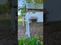 Did we catch the queen? #keepingbees #beastandberryfarm #farmsteadingfamily #homesteadingfamily