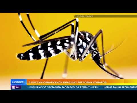 Video: Globální Hodnocení Taxonomických Vztahů A Příměsí V Komplexu Komárů Culex Pipiens