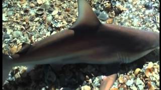 Baby Sharks Attack Fishermen