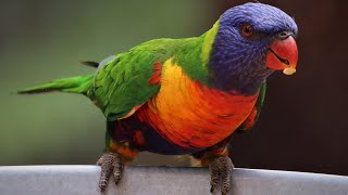 Rainbow Lorikeet Sounds and Talking | Rainbow Lorikeet Playing and Dancing by Pet Birds 1,582 views 1 year ago 3 minutes, 21 seconds