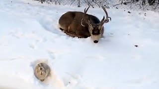 Deer And Bunny Sleeping In The Snow Together by Betch 5,004 views 1 year ago 4 minutes, 8 seconds