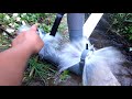 Test  hydram pump (rump pump) 2 inchi dobel klep buang