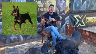 Asi Es El Pincher Segun Juanma Morato