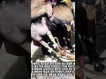 자동 염소 착유 현장 #worker #process #goat #milking #farming