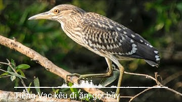 Tiếng Vạc kêu đi ăn, gọi bầy