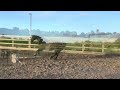 Archie loose jumping