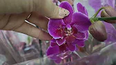 Орхидеи,узамба́рские фиалки,Самара🌺