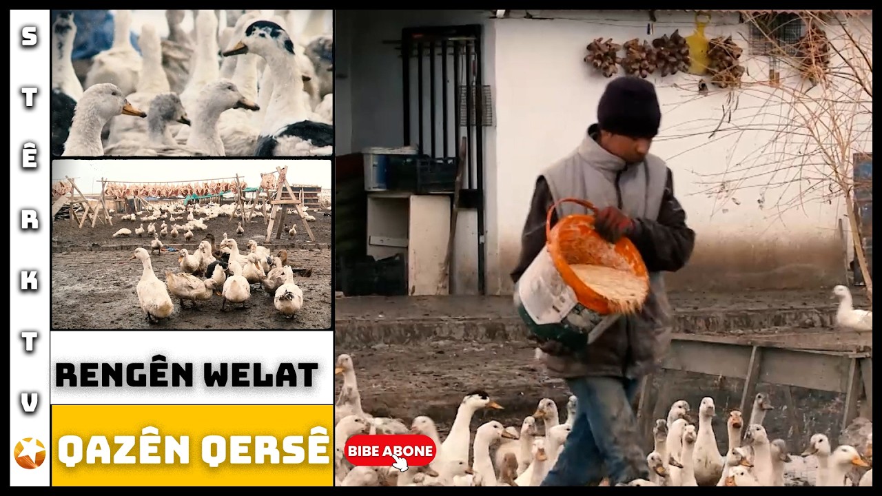 Rengên Welat - Qazên Qersê