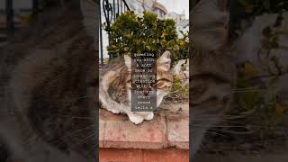 Dunia Suara Kucing yang Menakjubkan Tahukah Anda bahwa kucing dapat mengeluarkan lebih dari 60 suara berbeda...