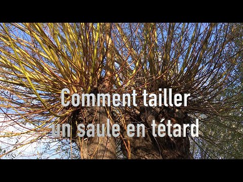 Vidéo: Quelle est la hauteur d'un saule du désert ?