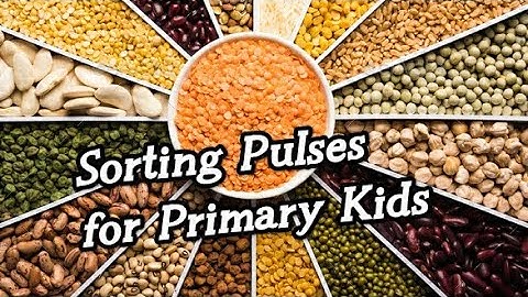 Sorting Pulses activity / activity on Sorting pulses / sorting activity