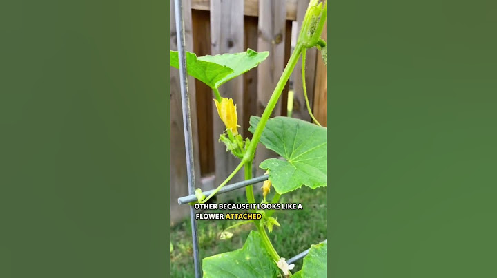 Growing Cucumbers - gardening tips