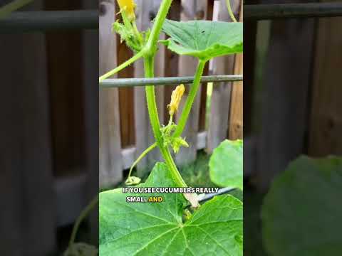Video: Marinda-komkommers: kenmerken van teelt en verzorging