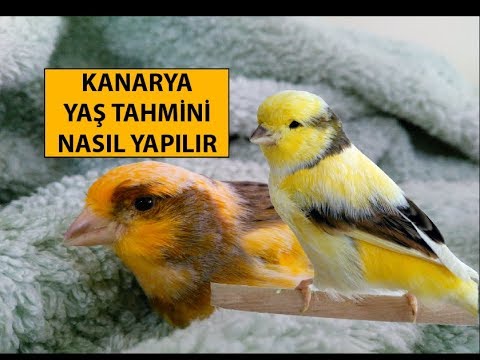 Video: Bir Kanaryanı Necə Ram Etmək Olar?