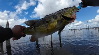 Extreme Brazilian Peacock Bass fishing in Suriname with Tomahawk - UKU lures 🎣