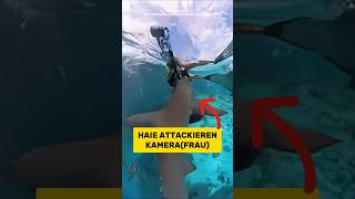 Wenn Haie GLAUBEN es gibt was zu fressen... | RasasWelt | #shorts #reaction