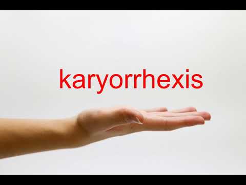 How to Pronounce karyorrhexis - American English