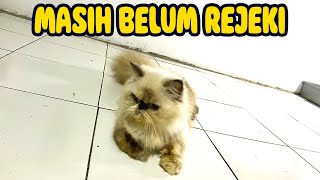 BELUM REJEKI SI KLIWON BELUM HAMIL | TIPS MENGAWINKAN KUCING by Kucing himalayaku official 48 views 2 months ago 6 minutes, 9 seconds