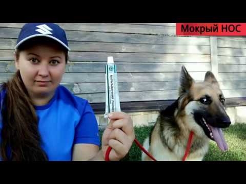 Видео: Как уберечь собак от мух