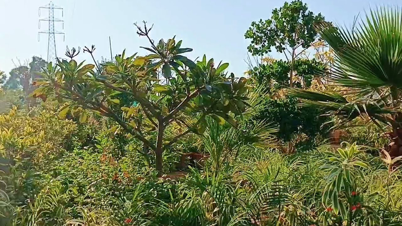 Nursery se bohot saare plants purchase kiye😇❤ | @Raniakiduniya 