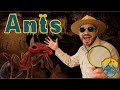 Ants for kids  educational show for kids