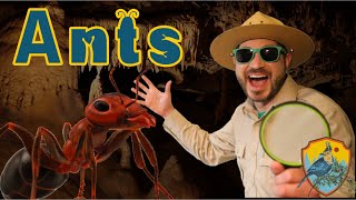 Ants for Kids | Educational Show For Kids