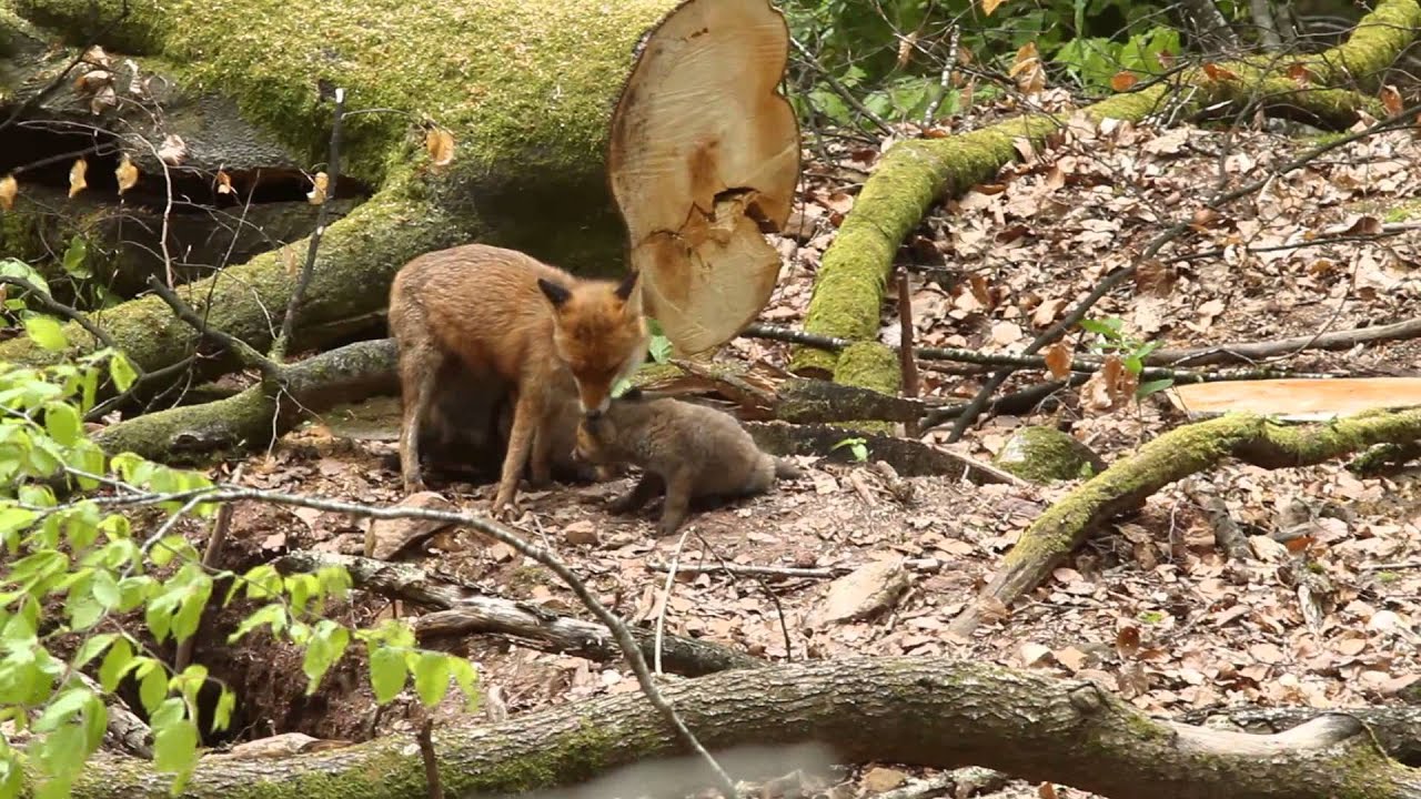 s-quence-de-vie-chez-les-renards-youtube