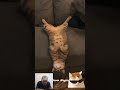 KUCING TIDUR KEPALA DI BAWAH KOK BISA