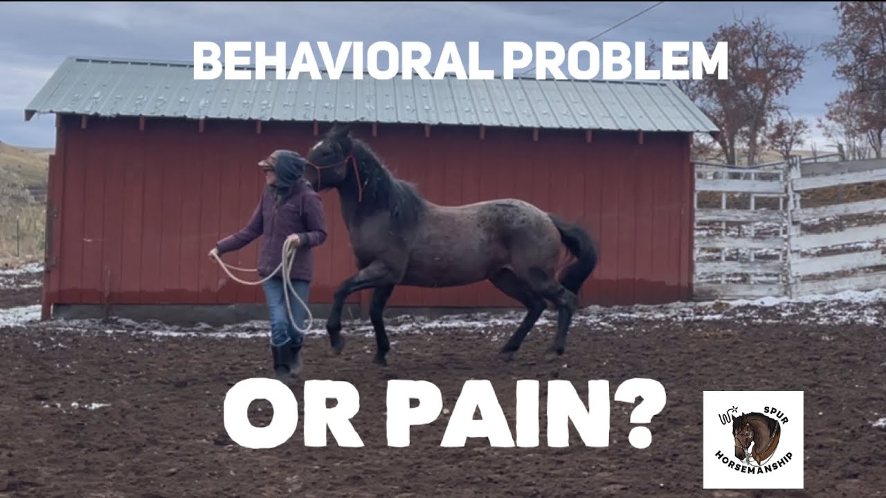 Is it behavioral problems or pain??