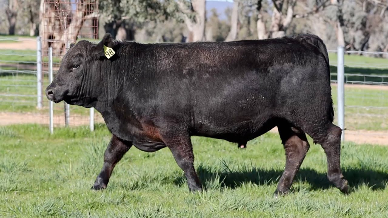 Lot 98 BHR23U1042 Dunoon Angus Spring Bull Sale 2025 - YouTube