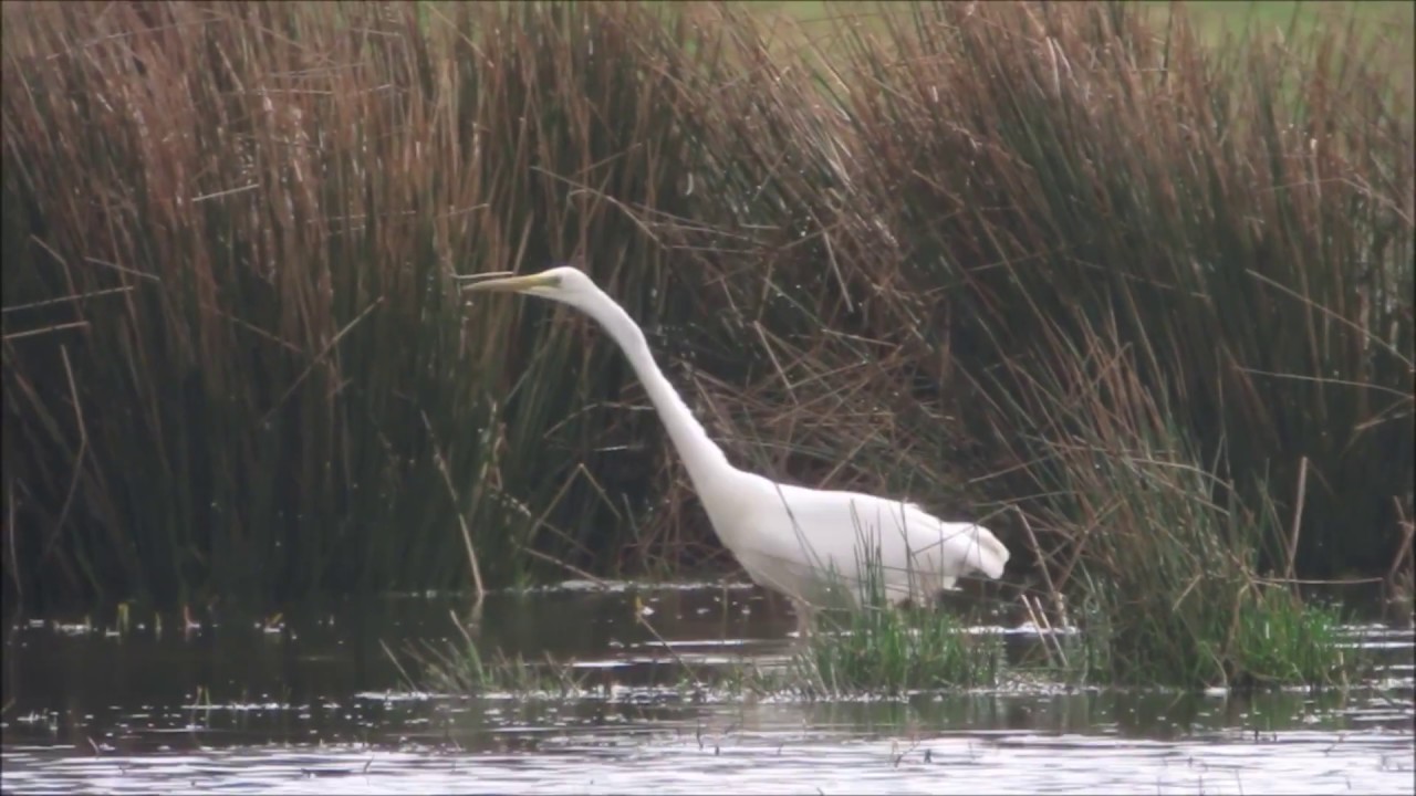 camera iphone 8 plus apk Great White Egret, Northumbs, 2017