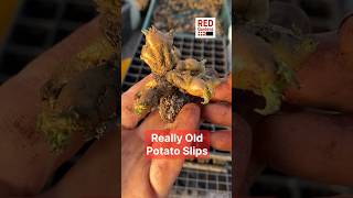 Really Old Potato Slips #propagation #chitting #resilience