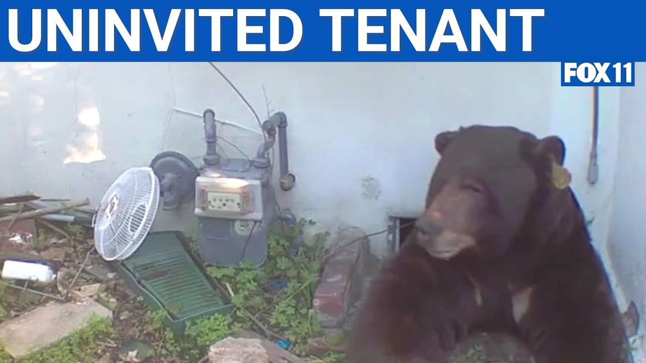 Bear lives rent free in Altadena home | FOX 11 LA - YouTube